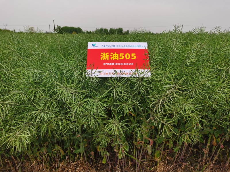 浙油505 2.jpg