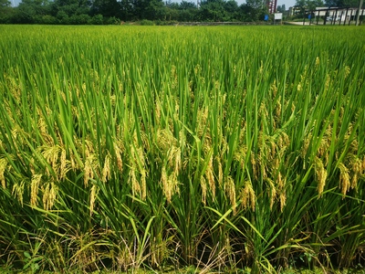 中浙优11