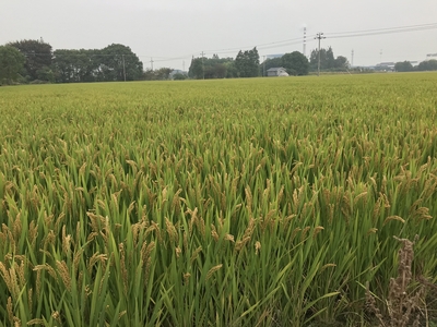浙禾香2号