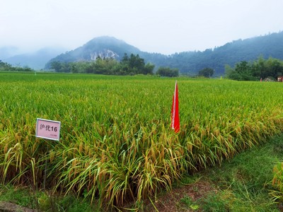 沪优16