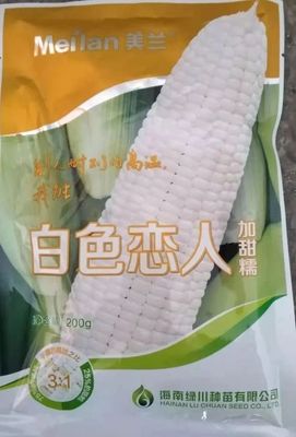 白色恋人