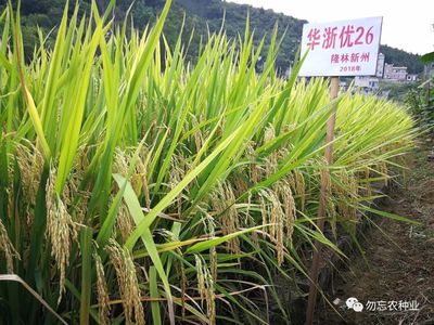 华浙优26