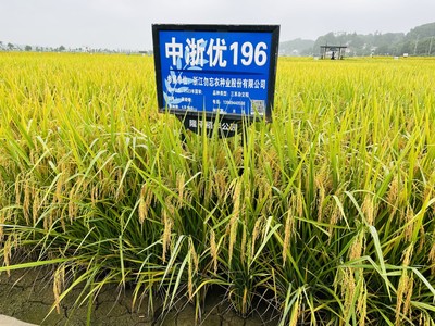 中浙优 196