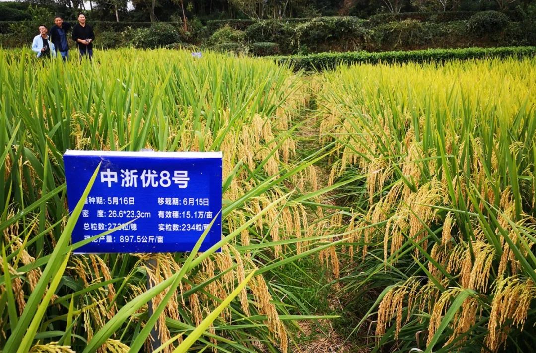 “2022丽水好稻米”名单出炉 “中浙优8号”收获四金 - 浙江勿忘农种业股份有限公司