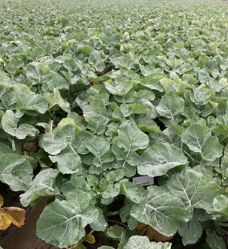 公司自主油菜新品种浙农油8号各地展示表现良好